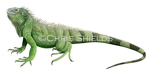 Illustration of Green iguana (Iguana iguana) (#4513)