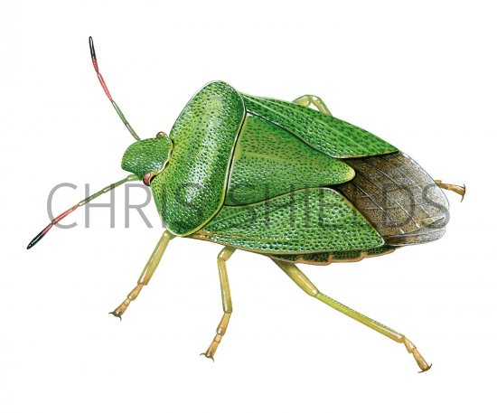 Illustration of Green Shield Bug (Palomena prasina) (#2672)