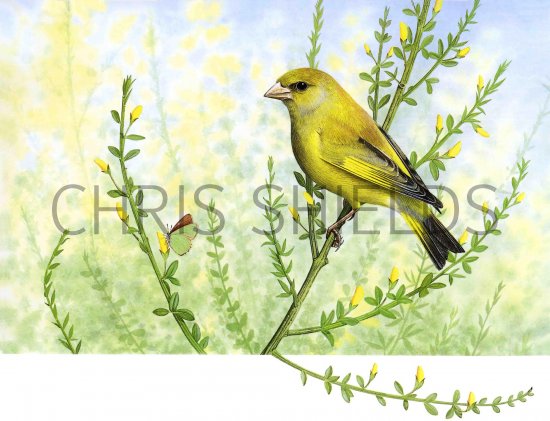 Illustration of Greenfinch (Carduelis chloris) (#1167)