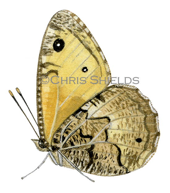Illustration of Greyling (Hipparchia semele) (#2164)