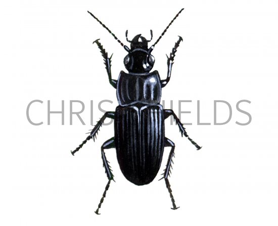 Illustration of Ground Beetle (Abax parallellepipedus) (#1563)