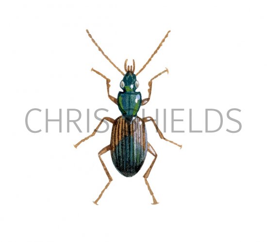 Illustration of Ground Beetle (Agonum dorsale) (#2907)