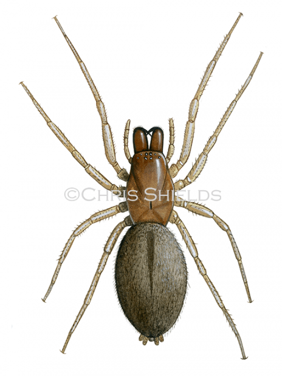 Illustration of Ground Spider (Drassodes cupreus) (#4710)