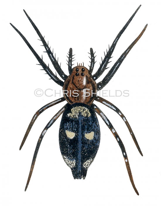 Illustration of Ground Spider (callilepis nocturna) (#4704)