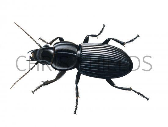 Illustration of Ground beetle (Pterostichus melanarius) (#2674)
