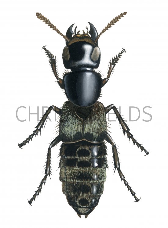 Illustration of Hairy Rove Beetle (Creophilus maxillosus).jpg (#2949)