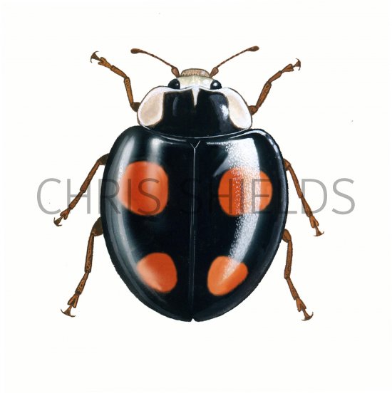 Illustration of Harlequin Ladybird (Harmonia axyridis) (#0507)
