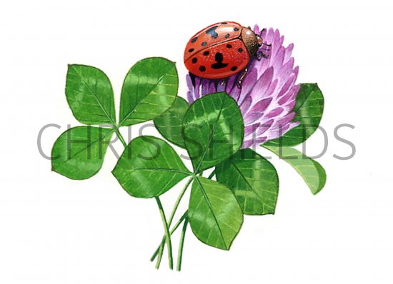 Illustration of Harlequin Ladybird (Harmonia axyridis) (#0901)