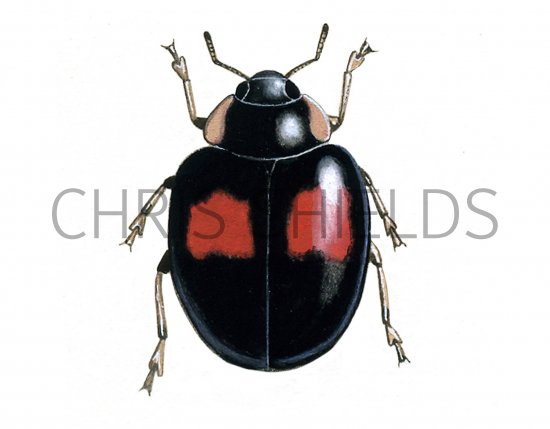 Illustration of Harlequin Ladybird (Harmonia axyridis) (#0922)