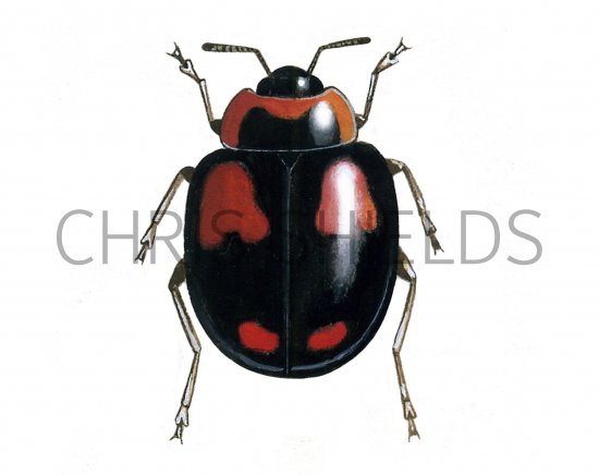Illustration of Harlequin Ladybird (Harmonia axyridis) (#0921)