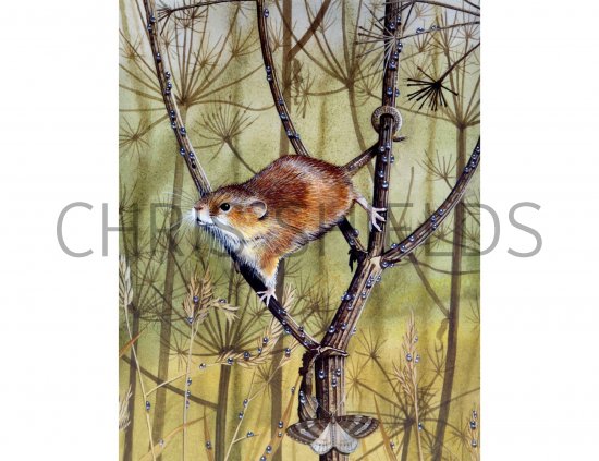 Illustration of Harvest Mouse (Micromys minutus) (#0266)