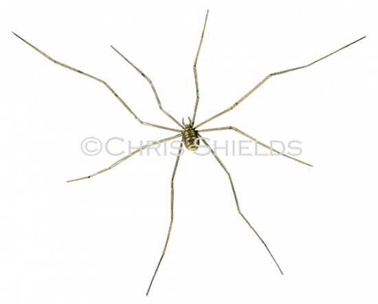 Illustration of Harvestman (Leiobunum rotundum) (#1156)