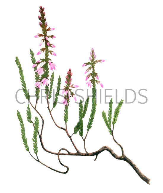 Illustration of Heather (Calluna vulgaris) (#2073)