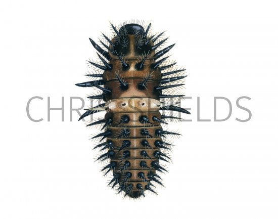 Illustration of Heather Ladybird Larvae (Chilocorus 2-pustulatus) (#1796)