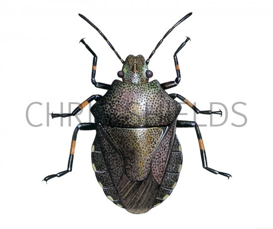 Illustration of Heather shieldbug (Rhacognathus punctatus) (#2522)