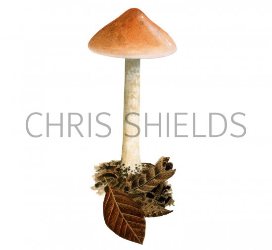 Illustration of Hebeloma aestivale (#3578)
