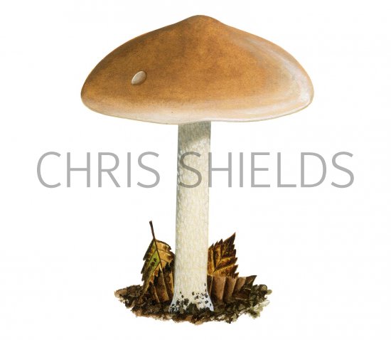 Illustration of Hebeloma crustuliniforme (Poisonpie) (#3577)