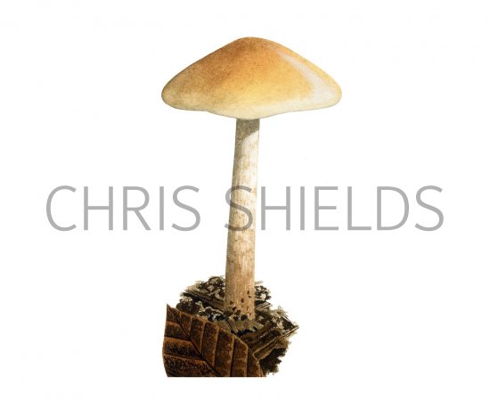 Illustration of Hebeloma saccariolens (Sweet Posionpie) (#3584)