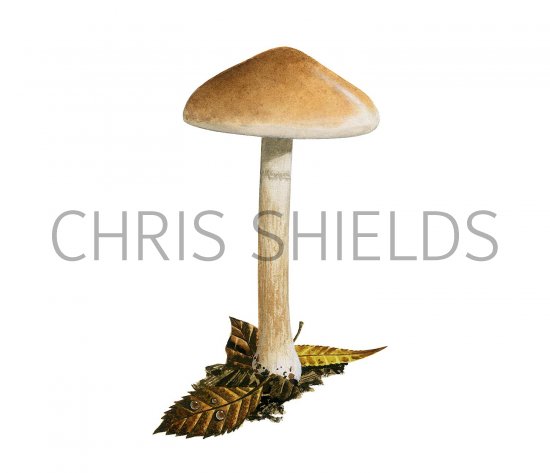 Illustration of Hebeloma sordescens (#3588)