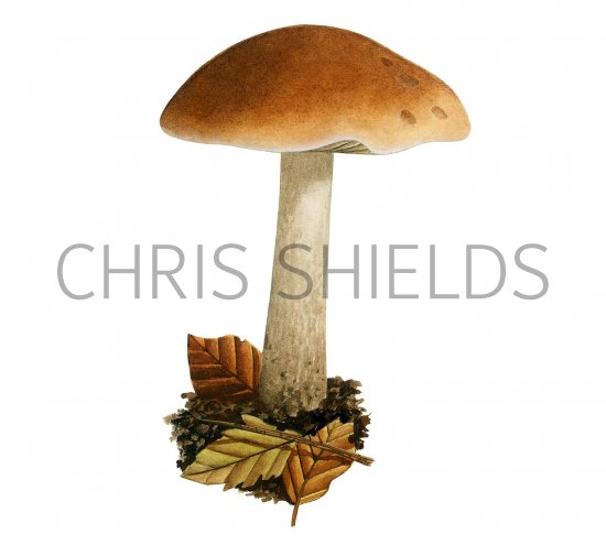 Illustration of Hebeloma theobrominum (#3589)