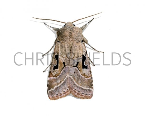 Illustration of Hebrew character (Xestia c-nigrum) (#2118)