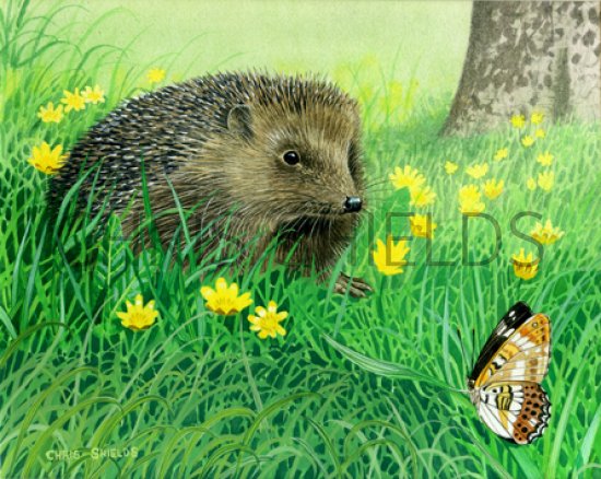 Illustration of Hedgehog (Erinaceus europaeus)  (#0268)