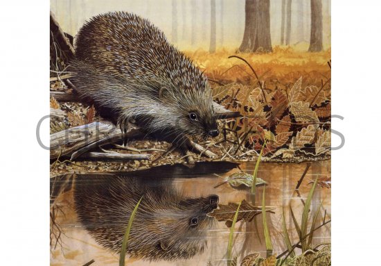Illustration of Hedgehog (Erinaceus europaeus) (#0270)