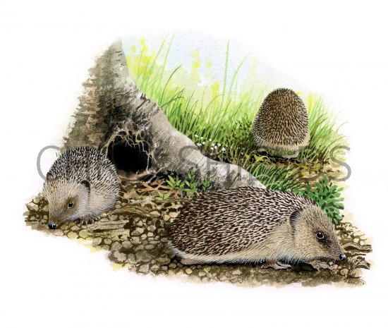 Illustration of Hedgehog (Erinaceus europaeus) (#2382)