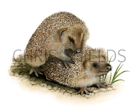 Illustration of Hedgehog (Erinaceus europaeus) (#2409)