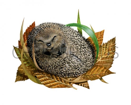 Illustration of Hedgehog (Erinaceus europaeus) (#2412)