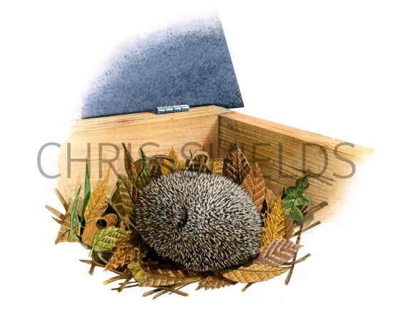 Illustration of Hedgehog (Erinaceus europaeus) (#2415)