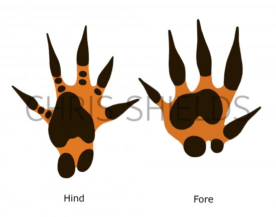 Illustration of Hedgehog Footprints (#4184)