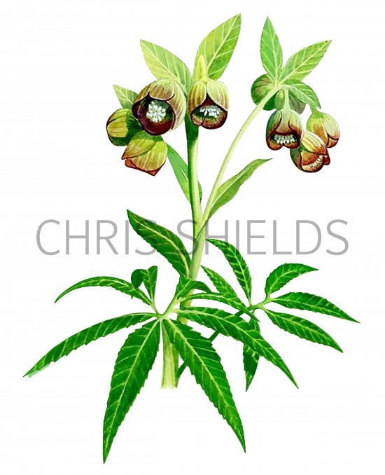 Illustration of Hellebore (Stinking) Helleborus foetidus (#0850)