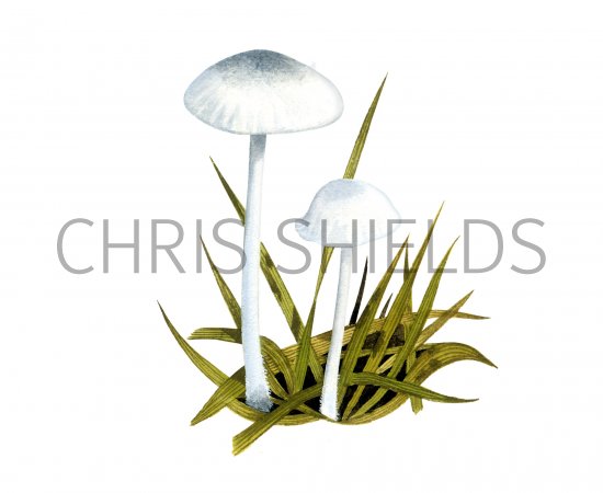 Illustration of Hemimycena mairei (#4066)
