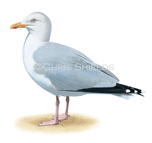Illustration of Herring Gull (Larus argentatus) (#4586)