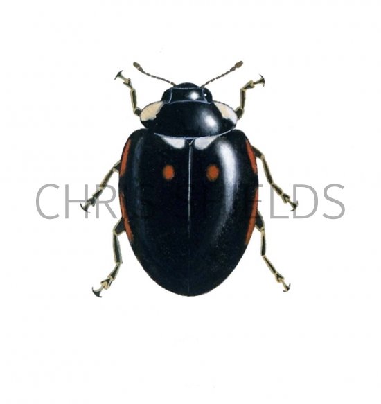 Illustration of Hieroglyphic Ladybird (areata) Coccinella hieroglyphica (#0896)