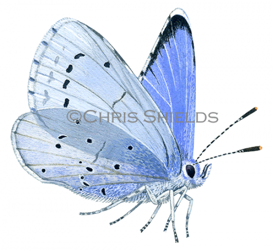 Illustration of Holly Blue (male) Celastrina argiolus (#1888)