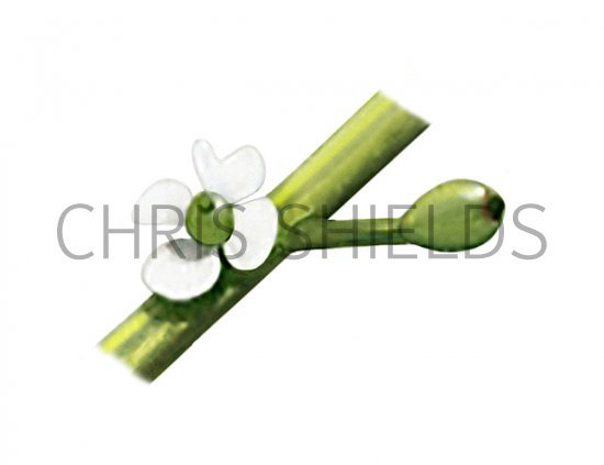 Illustration of Holly Flower (Ilex aquifolium) (#3262)
