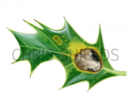 Illustration of Holly Leafminer (Phytomyza illicis).jpg (#2877)