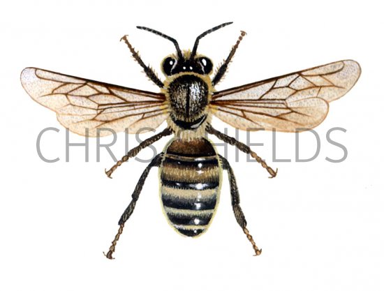 Illustration of Honey Bee (worker) Apis mellifera (#0369)