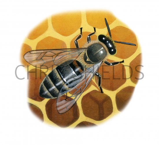 Illustration of Honey Bee (worker) Apis mellifera (#3791)