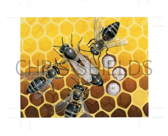 Illustration of Honey Bee (worker and Queen) Apis mellifera (#3893)