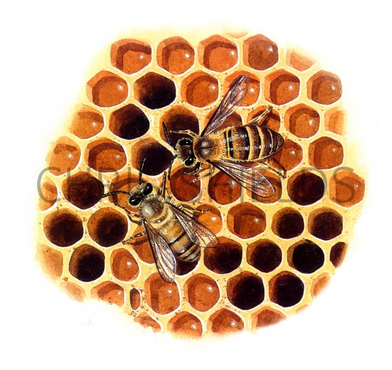 Illustration of Honey Bee (workers) Apis mellifera (#0374)