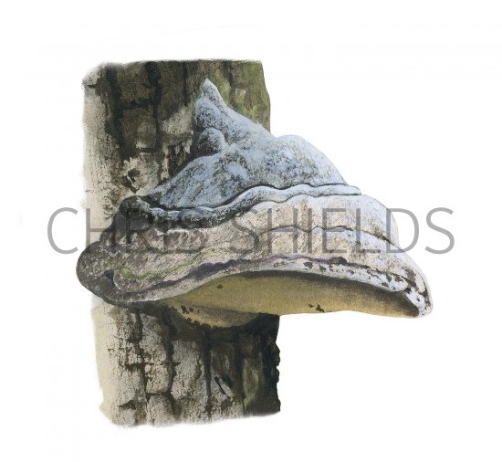 Illustration of Fomes fomentarius (Hoof Fungi) (#3272)