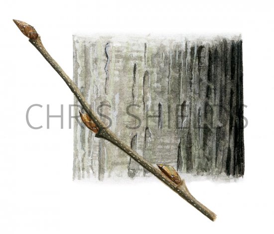Illustration of Hornbeam (Carpinus betulus) (#2388)
