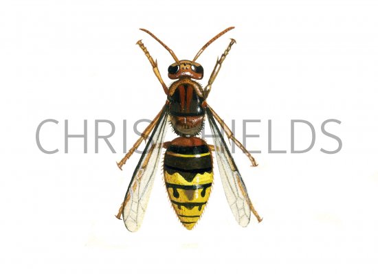 Illustration of Hornet worker (Vespa crabro) (#1112)