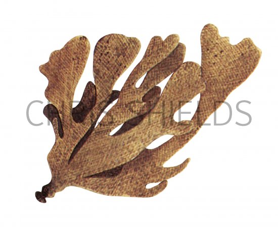 Illustration of Hornwrack (Flustra foliacea) (#3633)