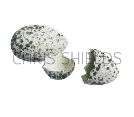 Illustration of House Sparrow hatched egg  (Passer domesticus) (#2429)