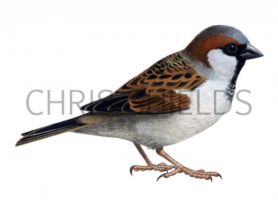 Illustration of House Sparrow male (Passer domesticus) (#1202)