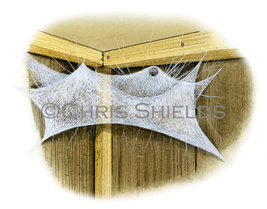 Illustration of House Spider Web (Tegenaria Sp.) (#1513)